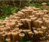 Фото в Домашние животные Растения Высокоурожайная грибница (зерновой мицелий) в Краснодаре 1 850