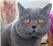 Изображение в Домашние животные Вязка Пригланаем на вязку :Любую здоровую кошечку в Москве 2 000