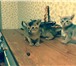 Продам абиссинских котят 1639936 Абиссинская фото в Москве