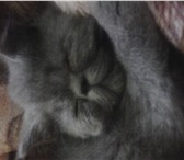 Изображение в Домашние животные Вязка Кошка экзотической породы ищет кота для вязки в Бодайбо 0