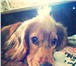 Фотография в Домашние животные Вязка собак Кабель, породы Английский кокер-спаниель в Нижнекамске 0