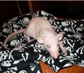 Изображение в Домашние животные Грызуны Продам голых крысят породы дамбо-сфинкс. в Новосибирске 250