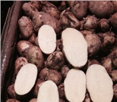 Изображение в Прочее,  разное Разное Сорт Импала, калибр 5+, опт от 20 тонн.Цена в Москве 7