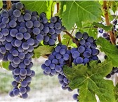 Изображение в Работа Вакансии Сборщик винограда требуются на сбор урожая в Чебоксарах 90 000