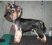 Фотография в Домашние животные Услуги для животных Cтрижка собак в Бийске, тримминг, купание в Бийске 500