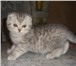 Продаются КОТЯТА КАК В РЕКЛАМЕ ВИСКАС  Шотландские вислоухие (Scottish Fold) 1, девочка, черный т 69027  фото в Москве