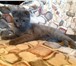Шотландский вислоухий котенок,  мальчик 1654457 Скоттиш фолд короткошерстная фото в Зеленоград