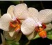 Foto в Домашние животные Растения Продаю Орхидеи  Фаленопсис:Отцветш ие  700руб в Саратове 950