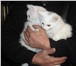 Фотография в  Отдам даром-приму в дар Отдам в добрые руки котят, 2 месяца в Хабаровске 0