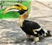 Фото в Домашние животные Птички Реализация птиц разного возраста для Ручных в Беломорск 0