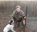 Фотография в Домашние животные Вязка собак Русский охотничий спаниель, 2 года, с документами в Волгограде 3 000