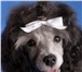 Продам щенка карликового пуделя девочка окрас серебристый, д, р, 07, 11, 09г, с родословной, 64710  фото в Новосибирске