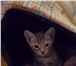 Котята продам 1884469 Донской сфинкс фото в Североуральск