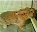 Изображение в Домашние животные Другие животные Продам кроликов крупных пород. Все кролики в Красноярске 1 000