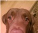 Фото в Домашние животные Вязка собак Очаровательный кабель, шоколадного окраса в Москве 10 000