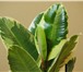 Фото в Домашние животные Растения Продам адаптированые комнатные растения : в Братске 100