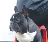 Фото в Домашние животные Вязка собак Французский бульдожка ищет подружку для случки. в Хабаровске 0