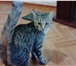 Foto в Домашние животные Отдам даром котенок мальчик 5 месяцевкошка 1,5 года не в Казани 0