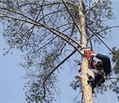 Фотография в Строительство и ремонт Ландшафтный дизайн Оперативно и аккуратно удалим любой сложности в Новосибирске 3 000