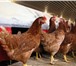 Фото в Домашние животные Птички продам кур несушек породы хайсекс Браун (коричневые) в Тольятти 290