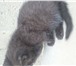 Котятки в добрые руки 3358067 Домашняя кошка фото в Москве