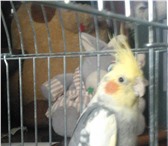 Foto в Домашние животные Птички Продам попугайчика, самца Кореллы, 8мес в в Ярославле 2 500