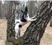 Изображение в Домашние животные Потерянные пропала собака фокс терьер.черно белый. в в Калуге 100