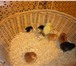 Изображение в Домашние животные Птички Фермерское хозяйство каждый год в весенний в Москве 550