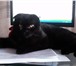 Изображение в Домашние животные Вязка Вязка с котом скоттиш-фолд. Окрас чёрный. в Благовещенске 500