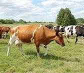 Foto в Прочее,  разное Разное Продам коров на разведение, вес 270-380 кг., в Уфе 90