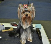 Изображение в Домашние животные Услуги для животных Предлагаю Вашему питомцу весь спектр парикмахерских в Балашихе 1 200