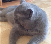 Фотография в Домашние животные Вязка Взрослый опытный кот приглашает на вязку в Челябинске 2 000