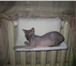 Изображение в Домашние животные Товары для животных Меховые гамаки для кошек на батареи Изготовим в Новосибирске 500