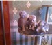 Продам Шотландских котят 180463  фото в Костроме