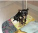 Продаются щенки Московского той терьера девочки дата рождения 06, 12, 2009, окрас черный и шоколад 66361  фото в Череповецке