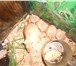 Фотография в Домашние животные Грызуны Окрас песочный, возраст 20 дней, есть девочки в Покрове 250