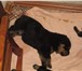 Продается щенок ротвейлера (кобель) 1, 5 месяца, Очень красивый щенок, обращайтесь не пожалеете 65615  фото в Челябинске