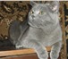 Фотография в Домашние животные Вязка Скоттиш-страйт,   котик голубого окраса, в Москве 3 000