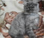 Котёнок продается 1610095 Скоттиш страйт фото в Воронеже