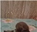 Плюшевые котятки 1878610 Британская короткошерстная фото в Ангарске