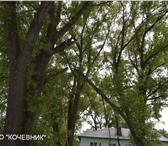 Foto в Прочее,  разное Разное Удаление деревьев, кронирование, выкорчевка в Дзержинске 300