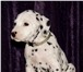 Продаются перспективные щенки далматина 175191  фото в Москве