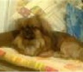 Изображение в Домашние животные Вязка собак пекинес : чистая порода.пушистый 4 кг . нужна в Саратове 3 000