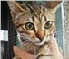 Фото в Домашние животные Отдам даром 5 котят - 2 месяцев, 4 мальчика и 1 девочка. в Курске 0