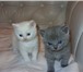 К резервированию готовятся котята: голубой кот страйт(прямоухий), белая кошка страйт(прямоухая), 69762  фото в Ростове-на-Дону