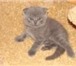 Продаются шотландские котята (Scottish straight&amp;fold) с родословной, Родились 30, 05, 2010 г, В п 69316  фото в Челябинске