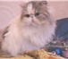 Кошка продается 1726501 Персидская фото в Москве