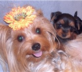 Продажа 2146780 Йоркширский терьер фото в Краснодаре