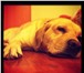 Фото в Домашние животные Вязка собак Добрый, верный, послушный Лабрадор с хорошей в Тюмени 1