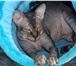 Фото в Домашние животные Вязка Красивый, ласковый, умненький котик! Приглашает в Пензе 3 000